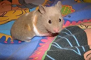 Nom Hamster Pastelle