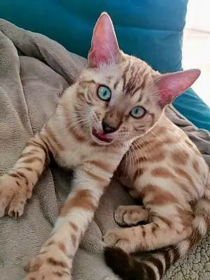 Bengal Chat Uky