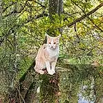 Plante, Arbre, Twig, Trunk, Bois, Faon, Herbe, Felidae, Queue, Terrestrial Animal, ForÃªt, Temperate Broadleaf And Mixed Forest, Small To Medium-sized Cats, Shrub, Reflection, Eau, Poil, Northern Hardwood Forest, Birch Family
