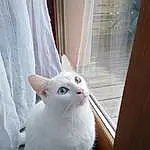 Chat, Felidae, Carnivore, Small To Medium-sized Cats, Moustaches, Faon, Curtain, Queue, Bois, Poil, Domestic Short-haired Cat, Window Treatment, Fenêtre, Comfort, Patte