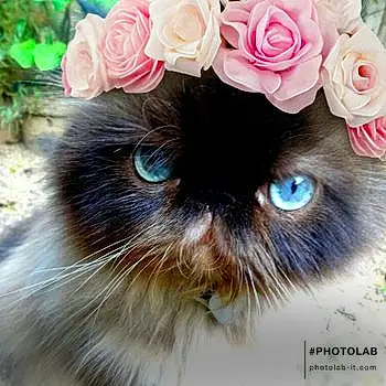 Blue Eyes De Roméance Cat