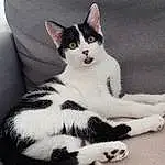Chat, Small To Medium-sized Cats, Felidae, Moustaches, Domestic Short-haired Cat, American Wirehair, Chat de lâ€™EgÃ©e, Carnivore, Chatons, Black-and-white, European Shorthair, Yeux, Queue, Polydactyl Cat, Jambe, Poil, Patte, Japanese Bobtail, American Shorthair