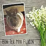Lapin, Rabbits And Hares, Fleur, Lapin domestique, Plante, Herbe, Hare, Easter, Wood Rabbit, Légende de la photo, Easter Bunny