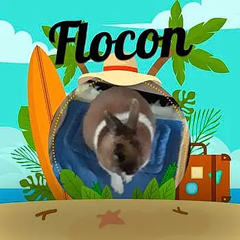 Flocon