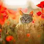 Fleur, Plante, Chat, Felidae, Orange, Carnivore, Natural Landscape, Sunlight, Herbe, Moustaches, Happy, Ciel, Small To Medium-sized Cats, Faon, Red, Morning, Grassland, Landscape, Meadow