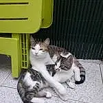 Chat, Small To Medium-sized Cats, Felidae, European Shorthair, Domestic Short-haired Cat, Moustaches, Chat de lâ€™EgÃ©e, Chatons, Carnivore, Chat tigrÃ©, Polydactyl Cat, Asiatique, American Wirehair, Queue, Ojos Azules