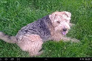 Welsh Terrier Chien Canelle