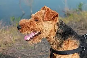 Welsh Terrier Chien Clovis