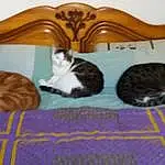 Chat, Comfort, Felidae, Carnivore, Small To Medium-sized Cats, Moustaches, Pet Supply, Bois, Queue, Cat Supply, Poil, Hardwood, Domestic Short-haired Cat, Room, Mat, Linens, Pattern
