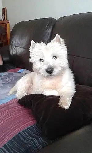 Nom West Highland White Terrier Chien Scotty