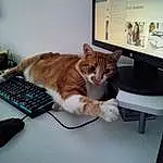 Chat, Computer, Meubles, Computer Keyboard, Output Device, Personal Computer, Table, Peripheral, Mouse, Felidae, Carnivore, Computer Desk, Space Bar, Desk, Desktop Computer, Input Device, Comfort, Small To Medium-sized Cats, Moustaches, Computer Monitor