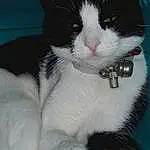 Chat, Small To Medium-sized Cats, Moustaches, Felidae, Carnivore, American Wirehair, Domestic Short-haired Cat, Chatons, Polydactyl Cat, Chat de l’Egée, Japanese Bobtail, Poil, Queue, Black-and-white, Patte