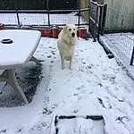 Chien, Neige, Race de chien, Carnivore, Freezing, Fence, Chien de compagnie, Hiver, Pet Supply, Dog Supply, Canidae, Precipitation, Poil, Livestock Guardian Dog, Queue, Working Dog, Arbre, Winter Storm, Playing In The Snow