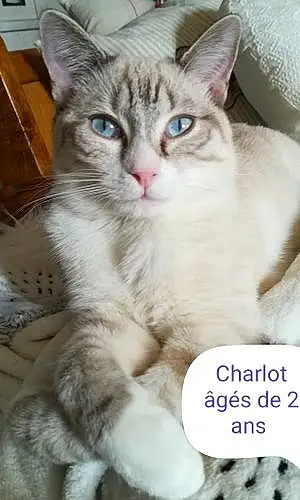 Nom Chat Charlot