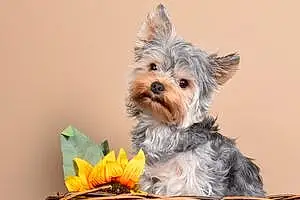 Yorkshire Terrier Chien Sully