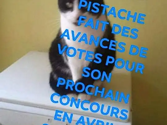 Chat, Bleu, Felidae, Carnivore, Moustaches, Small To Medium-sized Cats, Font, Cat Supply, Queue, Electric Blue, Pet Supply, Household Supply, Packaging And Labeling, Box, Chats noirs, Advertising, Légende de la photo, Domestic Short-haired Cat, Paper Product, Poil
