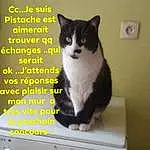 Chat, Kitchen Appliance, Home Appliance, Carnivore, Output Device, Felidae, Small To Medium-sized Cats, Moustaches, Cabinetry, Gas, Major Appliance, Washing Machine, Electronic Device, Queue, Machine, Small Appliance, Domestic Short-haired Cat, Room, Kitchen, Poil