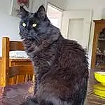 Chat, Carnivore, Felidae, Small To Medium-sized Cats, Moustaches, Grey, Museau, Queue, Chats noirs, Bois, Hardwood, Domestic Short-haired Cat, Poil, FenÃªtre, Terrestrial Animal, Griffe, Comfort, Varnish, Shelf