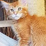 Chat, Small To Medium-sized Cats, Moustaches, Felidae, Carnivore, Maine Coon, Chat tigré, Chatons, Somali, Domestic Long-haired Cat, Faon, Asian Semi-longhair, Angora turc, Arabian Mau, Asiatique, Cymric, Poil, Norvégien