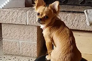 Nom Chihuahua Chien Ony