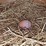 Egg, Nest, Bird Nest, Straw