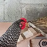 Chicken, Bird, Beak, Rooster, Fowl, Galliformes, Poultry, Phasianidae, Feather, Livestock, Adaptation, Comb