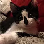 Chat, Small To Medium-sized Cats, Moustaches, Felidae, Nez, Museau, Chatons, Carnivore, Yeux, Ciel, Domestic Short-haired Cat, Poil, Snowshoe, Chat de l’Egée, American Wirehair, Polydactyl Cat, Oreille, Queue