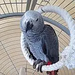 African Grey, Bird, Parrot, Beak, Cage, Feather, Wing, Parakeet