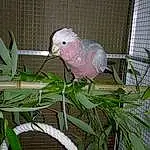 Faune, Common Pet Parakeet, Parakeet, Parrot, Beak, Bird, Cockatoo, Cage, Lovebird