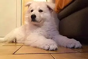 Chiots Berger Blanc Suisse Chien Lord