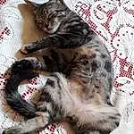 Chat, Small To Medium-sized Cats, Felidae, Chat tigrÃ©, Moustaches, Carnivore, Dragon Li, European Shorthair, Chatons, Poil, Asiatique, American Shorthair, Pixie-bob, Toyger, Bengal, Domestic Short-haired Cat, Griffe, Queue, Egyptian Mau