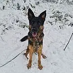 Chien, Neige, Race de chien, Carnivore, Plante, Museau, Dog Supply, Freezing, Hiver, Herding Dog, Working Animal, Canidae, Berger allemand, Working Dog, Guard Dog, East-european Shepherd, Arbre, Poil, Canis