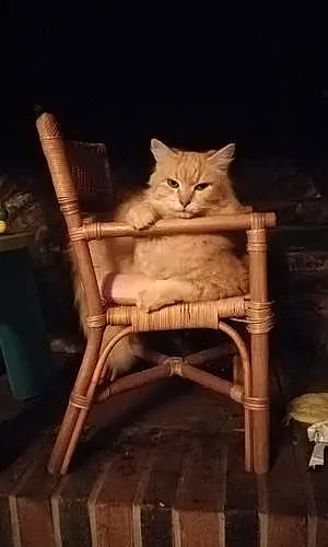 Nom Chat Cacahuète