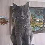 Chat, Fenêtre, Felidae, Carnivore, Small To Medium-sized Cats, Grey, Moustaches, Museau, Queue, Bleu russe, Poil, Domestic Short-haired Cat, Cat Supply, Plante, Chats noirs, Patte, Art, Glass, Terrestrial Animal, Griffe
