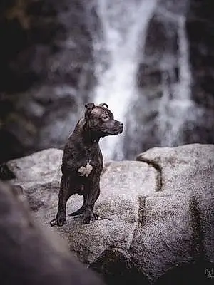 Noir & Blanc American Staffordshire Terrier Chien Stitch