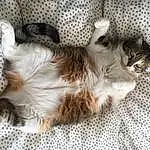 Chat, Carnivore, Comfort, Felidae, Faon, Chien de compagnie, Moustaches, Race de chien, Small To Medium-sized Cats, Queue, Poil, Patte, Domestic Short-haired Cat, Griffe, Terrestrial Animal, Balinais, Sieste, British Longhair