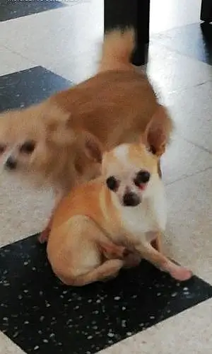 Nom Chihuahua Chien Poumba