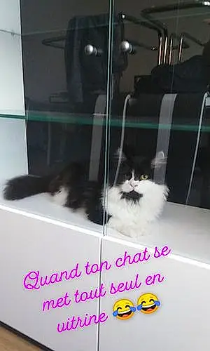 Nom Maine Coon Chat Chipy