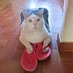 Chat, Felidae, Small To Medium-sized Cats, Moustaches, Rose, Peau, Jambe, Queue, Tile, Footwear, Carnivore, Domestic Short-haired Cat, Polydactyl Cat, Chatons, Faon, Shoe, European Shorthair