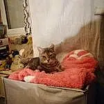Chat, Comfort, Textile, Carnivore, Interior Design, Felidae, Bois, Moustaches, Bed, Small To Medium-sized Cats, Linens, Bag, Luggage And Bags, Bedding, Poil, Domestic Short-haired Cat, Hardwood, Room, Bedroom, Cat Supply
