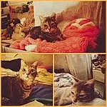 Chat, Photograph, Felidae, Carnivore, Comfort, Small To Medium-sized Cats, Moustaches, Bed, Beauty, Collage, Rectangle, Queue, Linens, Poil, Room, Bedding, Domestic Short-haired Cat