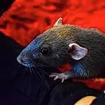 Black, Muridae, Gerbil, Mouse, Moustaches, Muroidea, Hamster, Rodent, Pest, Yeux, Museau, Marsupial, Poil, Dormouse, Faon
