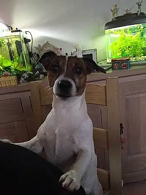 Nom Jack Russell Chien Doby