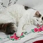 Chat, Felidae, Carnivore, Textile, Comfort, Small To Medium-sized Cats, Moustaches, Linens, Queue, Poil, Domestic Short-haired Cat, Patte, Bedding, Cat Supply, Griffe, Sieste, Bed, Bed Sheet, Pattern, Blanket