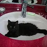Tap, Sink, Chat, Plumbing Fixture, Felidae, Tableware, Bathroom Sink, Bathroom, Carnivore, Small To Medium-sized Cats, Plumbing, Moustaches, Bombay, Queue, Bathroom Cabinet, Room, Plumbing Fitting, Chats noirs