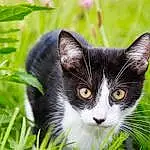 Chat, Plante, Yeux, Carnivore, Felidae, Small To Medium-sized Cats, Moustaches, Iris, Herbe, Museau, Terrestrial Plant, Domestic Short-haired Cat, Groundcover, Poil, Herb, Terrestrial Animal, Herbaceous Plant, Arbre, Flowering Plant