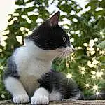 Chat, Felidae, Carnivore, Botany, Small To Medium-sized Cats, Plante, Moustaches, Herbe, Museau, Queue, Arbre, Domestic Short-haired Cat, Poil, Patte, Ciel, Conifer, Collar, Garden