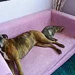 Chien, Canidae, Carnivore, Lurcher, Whippet, Meubles, Race de chien, Greyhound, Faon, Dog Bed, Queue, Bed, Sieste, Chat, Moustaches