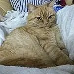 Chat, Small To Medium-sized Cats, Felidae, Moustaches, Carnivore, Domestic Short-haired Cat, European Shorthair, Asiatique, Chat tigrÃ©, Australian Mist, British Semi-longhair, British Shorthair, Poil, Faon, Chatons