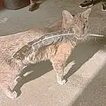 Chat, Felidae, Carnivore, Small To Medium-sized Cats, Road Surface, Moustaches, Faon, Terrestrial Animal, Queue, Museau, Poil, Domestic Short-haired Cat, Patte, Griffe, Art, Sidewalk, Shadow, Asphalt, Foot